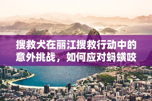 搜救犬在丽江搜救行动中的意外挑战，如何应对蚂蟥咬伤的紧急情况？
