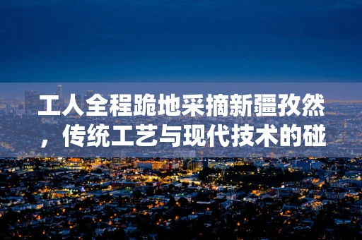 工人全程跪地采摘新疆孜然，传统工艺与现代技术的碰撞与思考