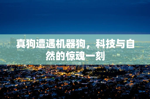 真狗遭遇机器狗，科技与自然的惊魂一刻